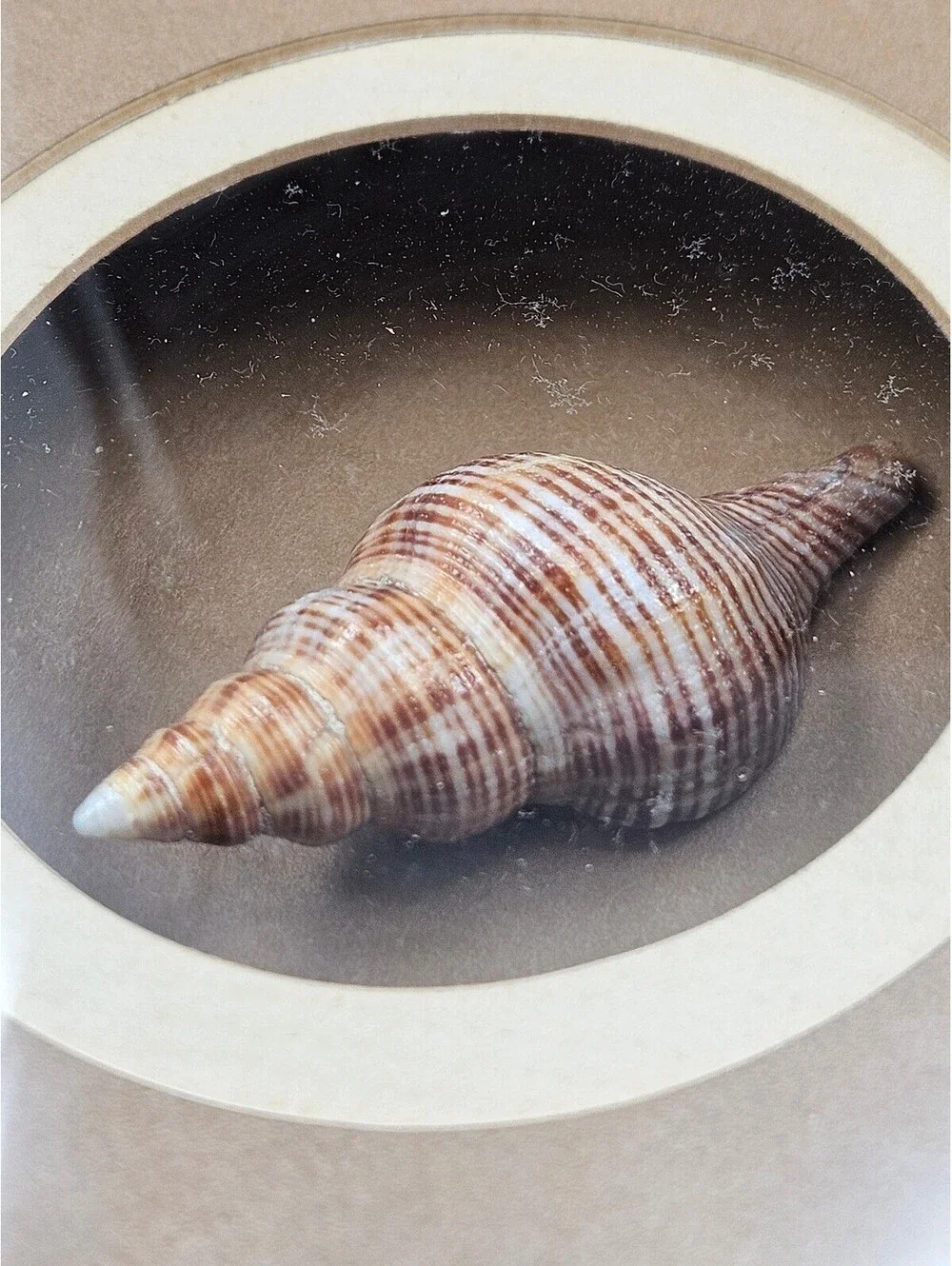 Framed Sea Shell Shadow Box Art Vintage Coastal Nautical Beach Wall Decor